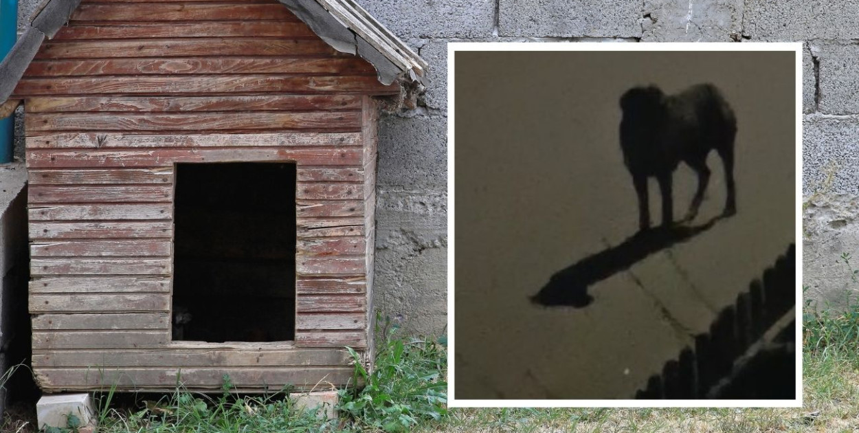 fot.kolaż.oprac.W.D./nadesłane