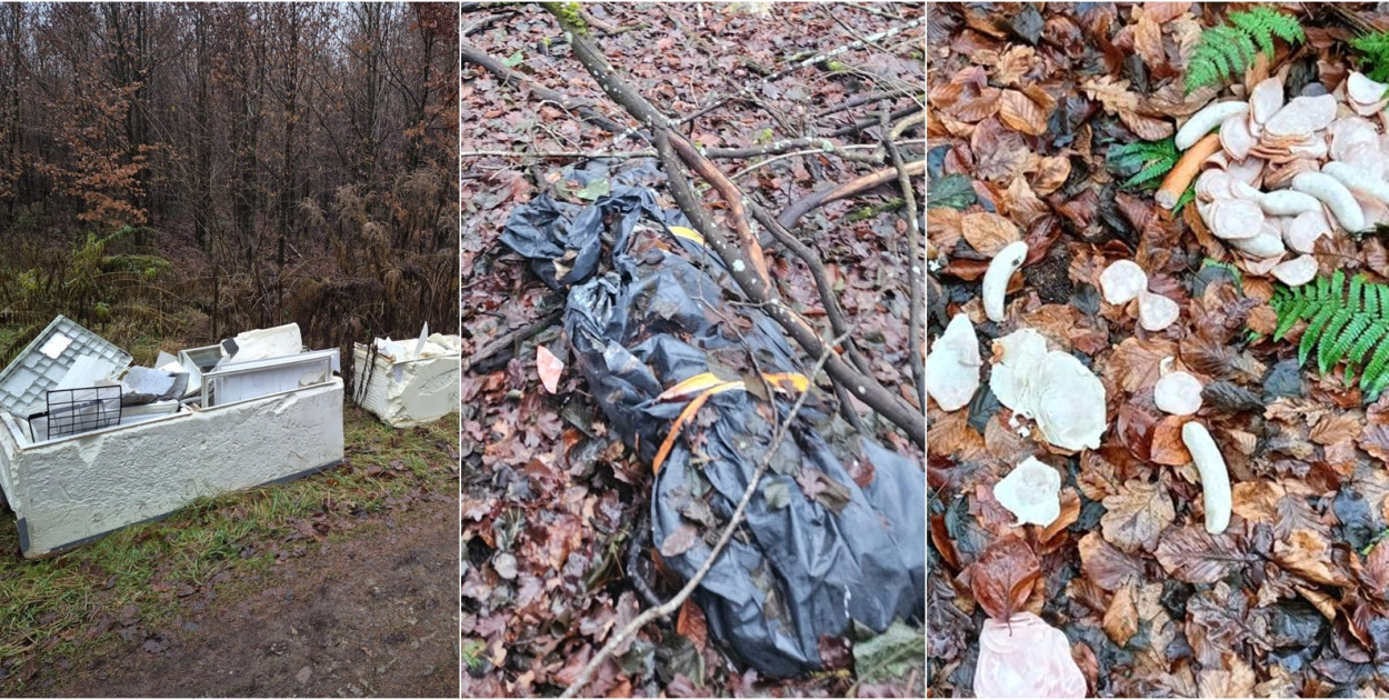 fot. Nadleśnictwo Kolbudy, fot. Stowarzyszenie na rzecz Jeziora Tuchomskiego