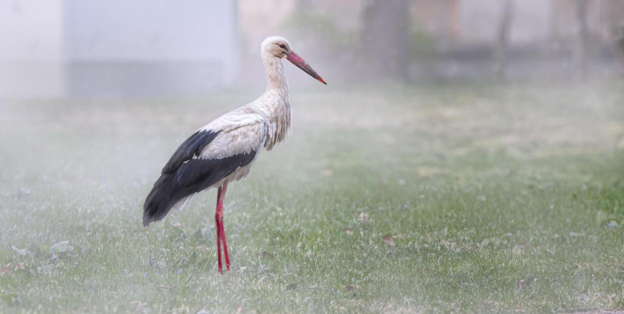 Zdj. ilustracyjne. fot. pixabay