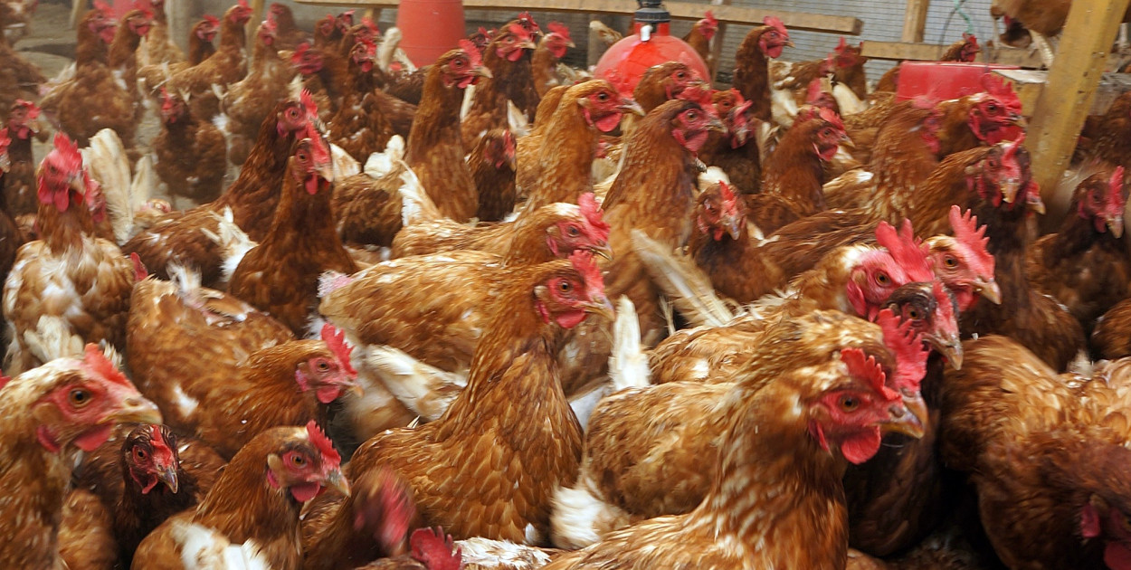 Zdj. ilustracyjne. fot. pixabay