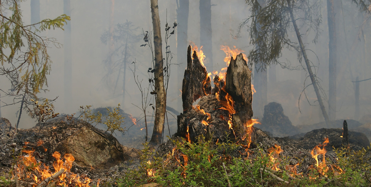 Zdj. ilustracyjne. fot. pixabay