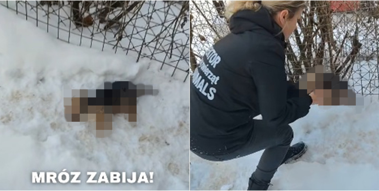 fot. screen z: Facebook/OTOZ Animals