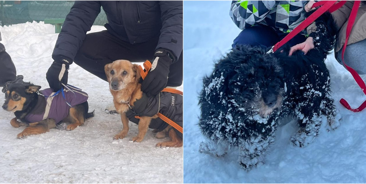 fot. Fundacja \"Animalsi\" Schronisko dla Zwierząt w Kościerzynie