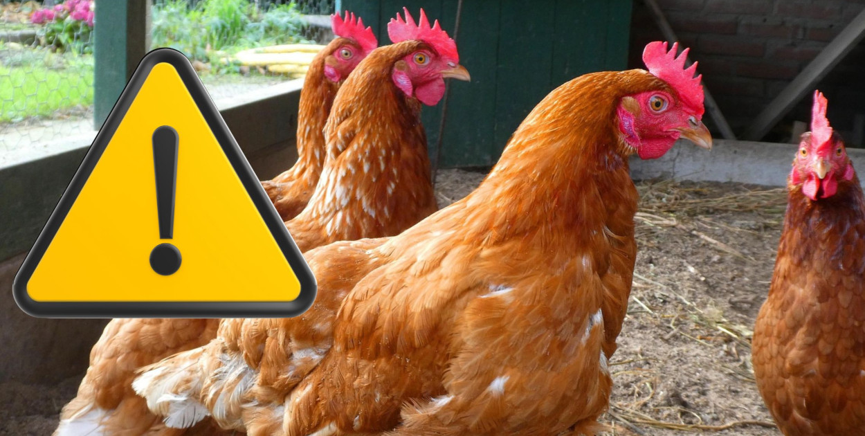 Zdj. ilustracyjne. fot. pixabay