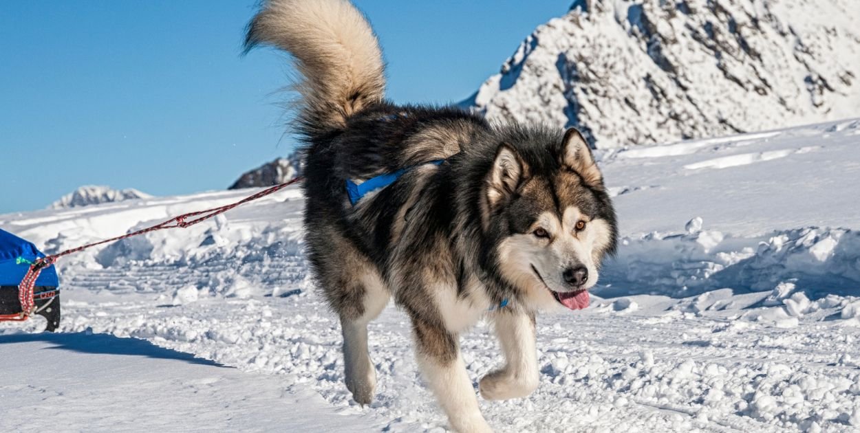 Alaskan Malamute. Pierwotna siła w pluszowym wydaniu