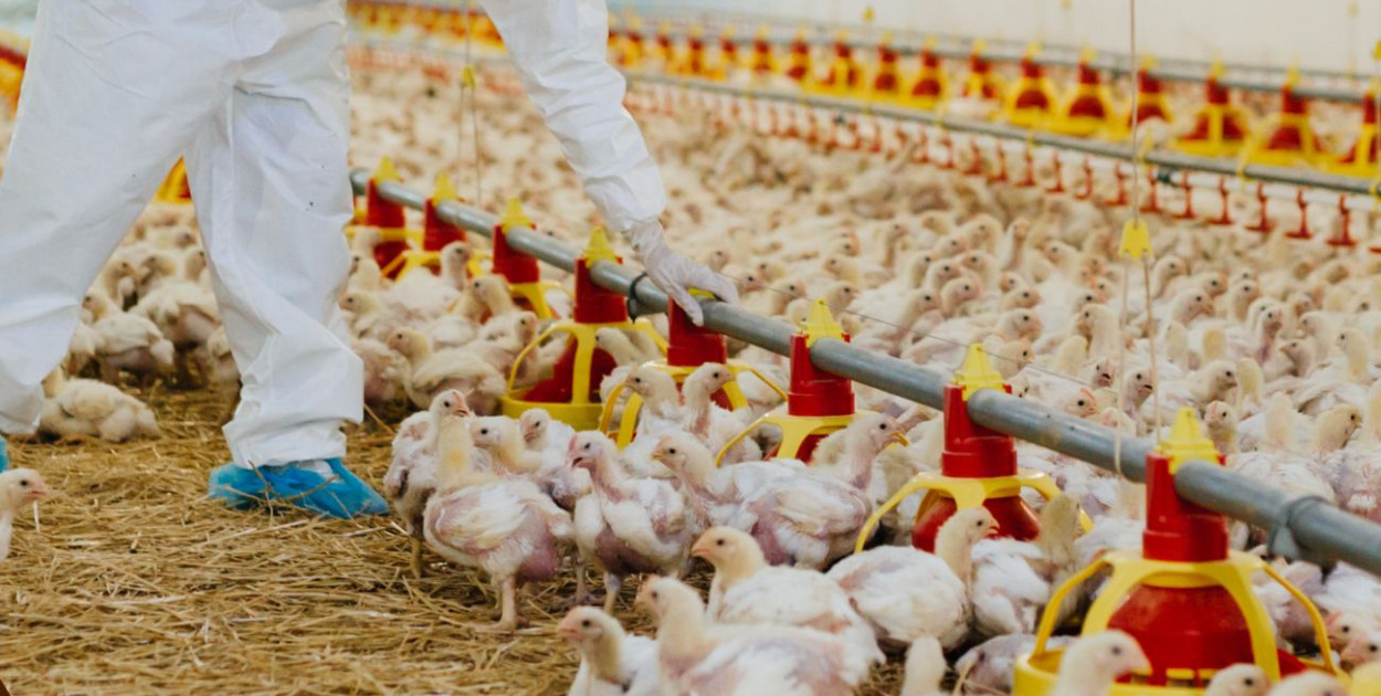 Ponad miliard złotych wypłacono hodowcom drobiu w ramach odszkodowań