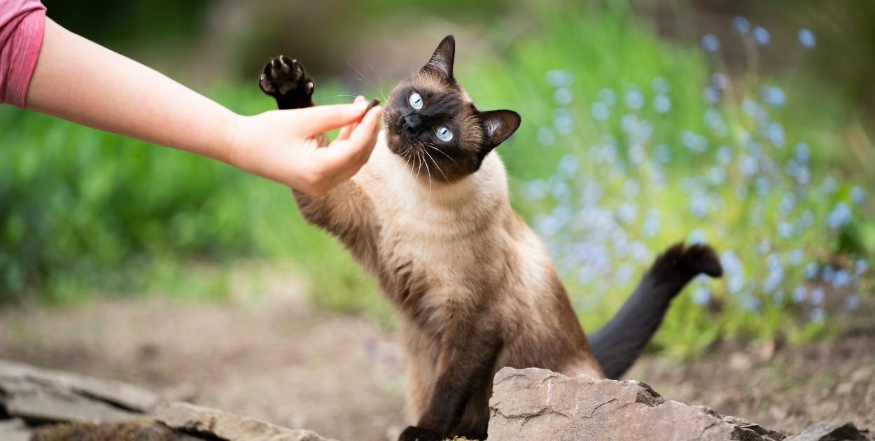 Kot syjamski – arystokrata w futrze z duszą artysty