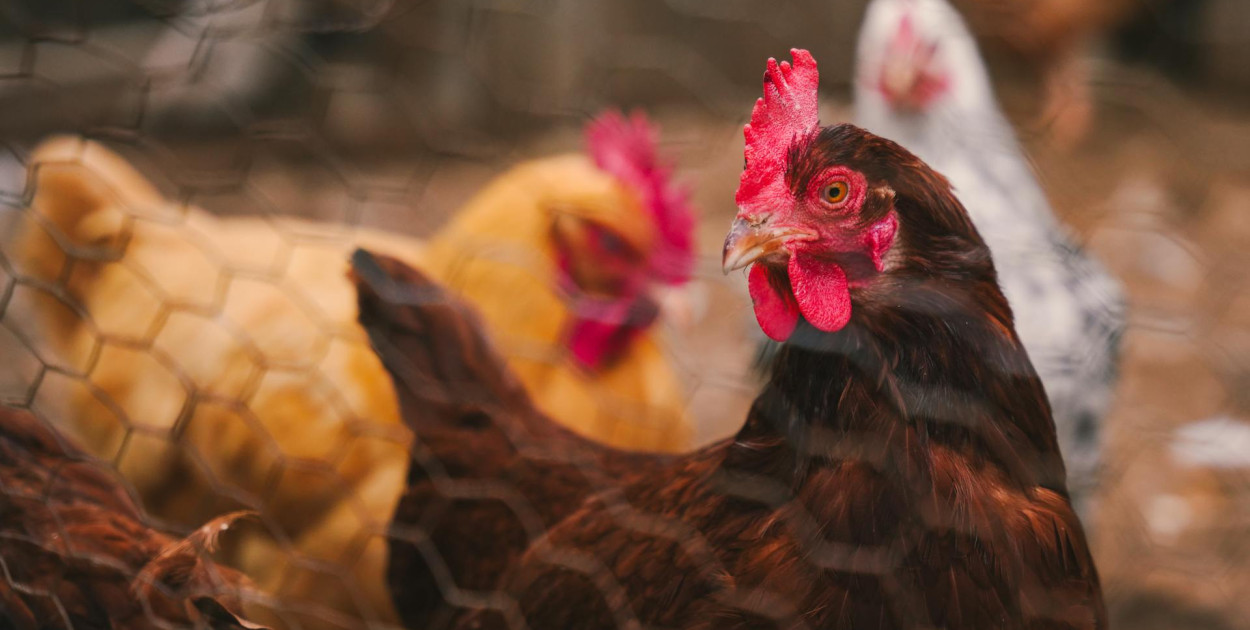 Od grudnia kilkanaście ognisk ptasiej grypy na Pomorzu. Są nowe przypadki