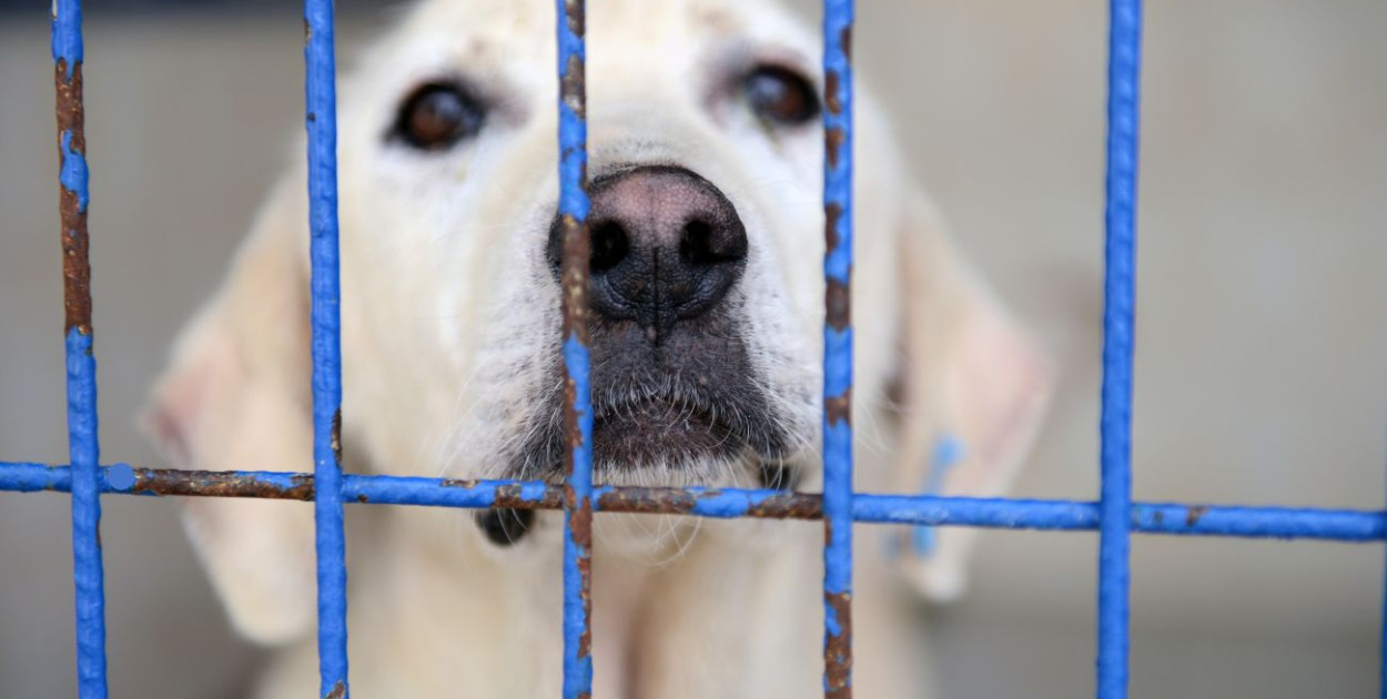 W tym roku ma się odbyć audyt wszystkich schronisk w Polsce