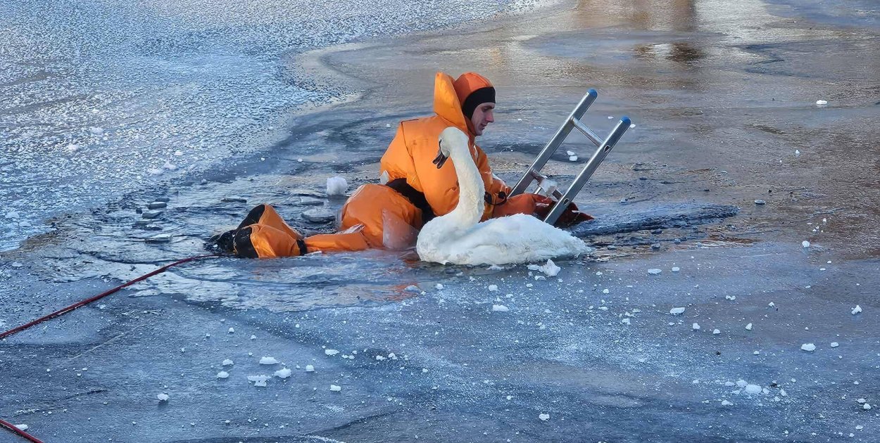 Chmielno, Sulęczyno. Strażacy ratują łabędzie przymarznięte do lodu