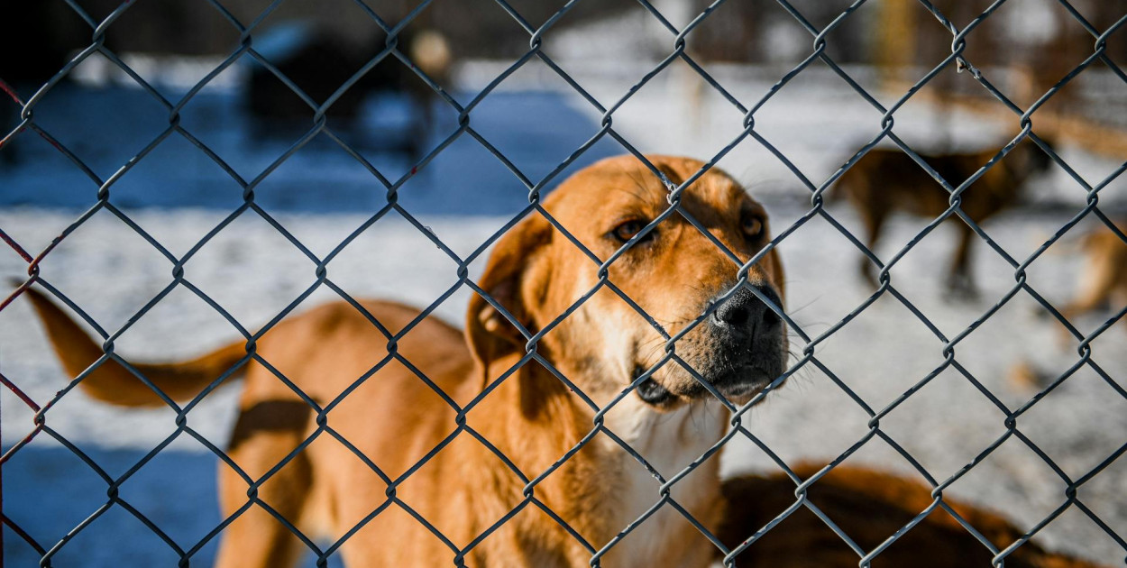 Kartuzy. Akcja pomocy dla kościerskiego schroniska przedłużona do 9 lutego