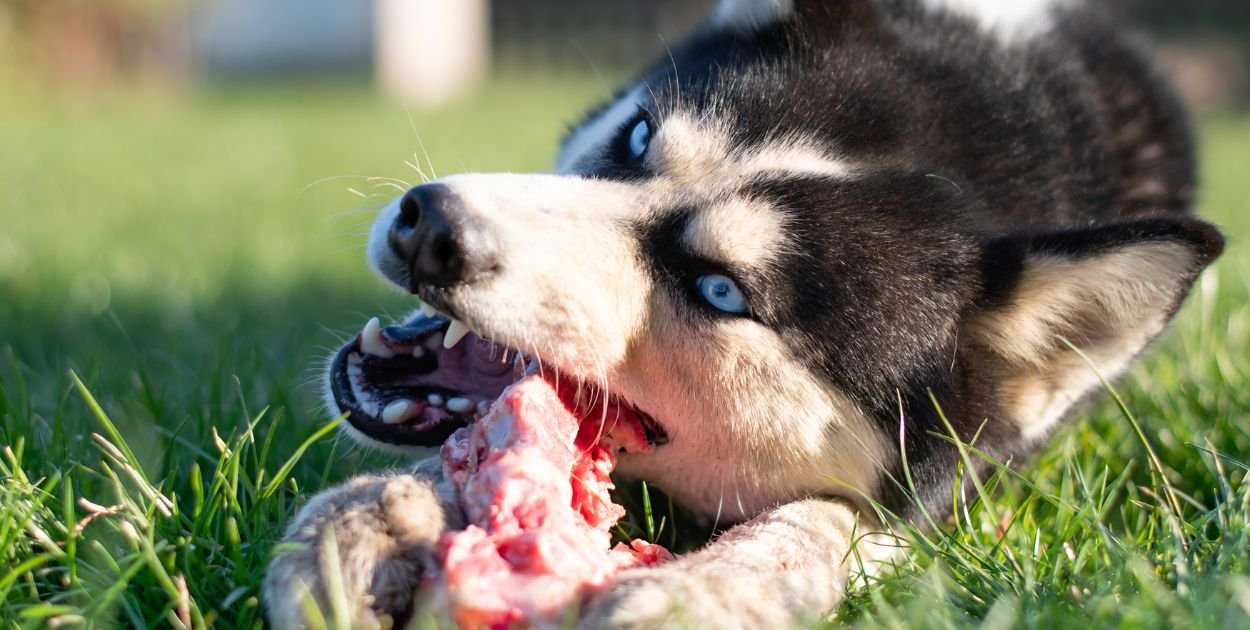 Siberian Husky: biegacz, który nie zna słowa „stop”