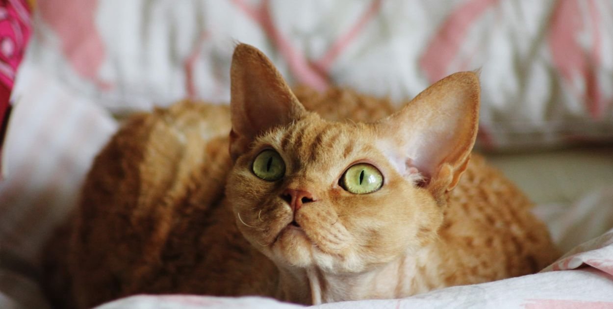Devon Rex.Kosmita, który zhakował kocie geny
