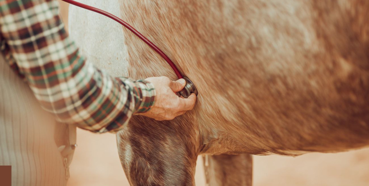 Wzrośnie wynagrodzenie dla lekarzy weterynarii za badanie zwierząt?