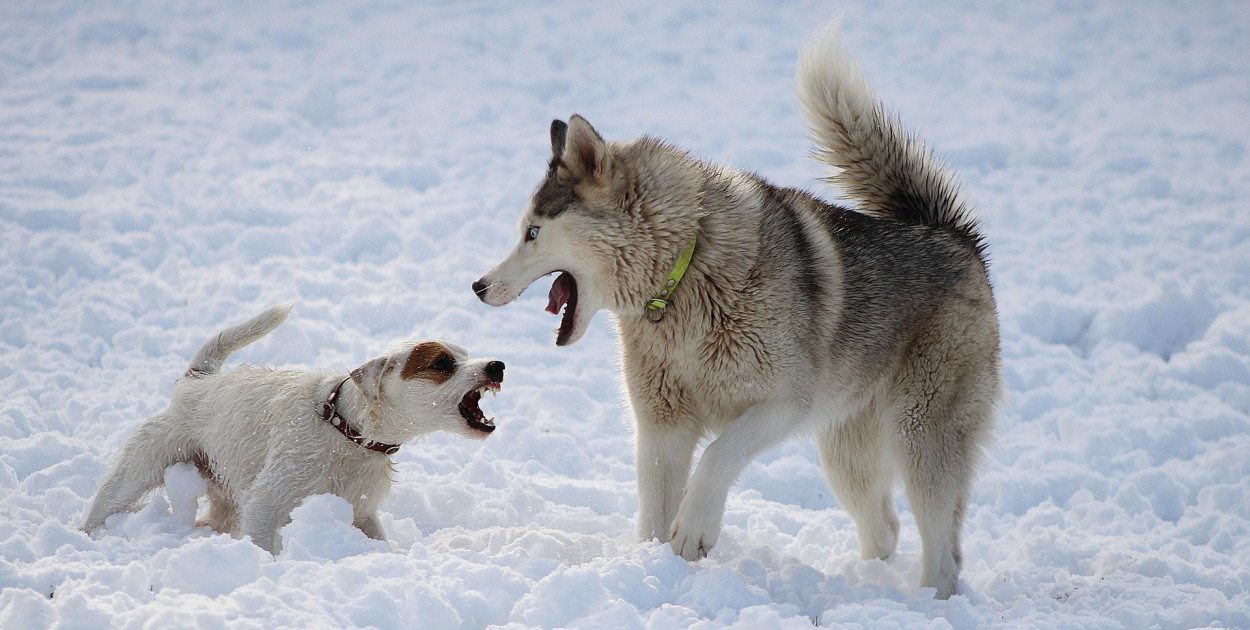 Nie wypuszczaj psa bez nadzoru. Gmina Chmielno i Park Krajobrazowy ostrzegają