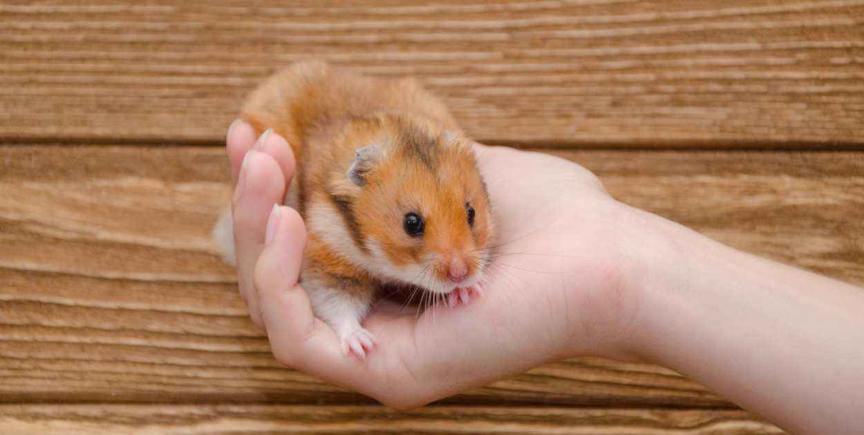 Samotnik z Wyżyny Aleppo, fenomen chomika Syryjskiego