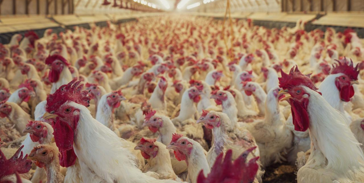 Kolejne restrykcje dla hodowców drobiu w związku z ptasią grypą