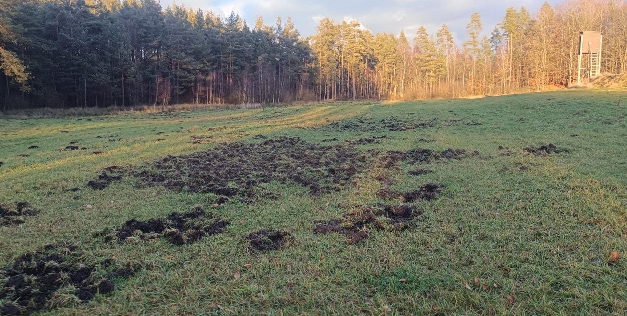 Trwa liczenie dzikiej zwierzyny. Jest apel do rolników