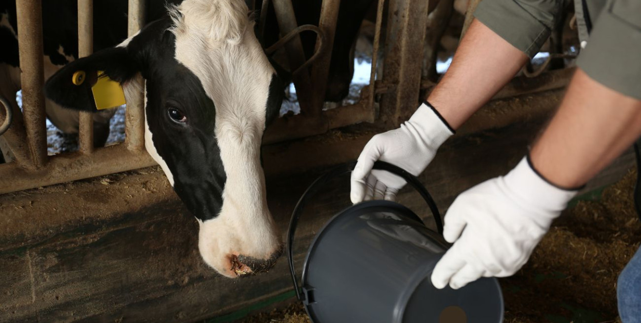 O chorobach zagrażających produkcji zwierzęcej. Bezpłatne szkolenie