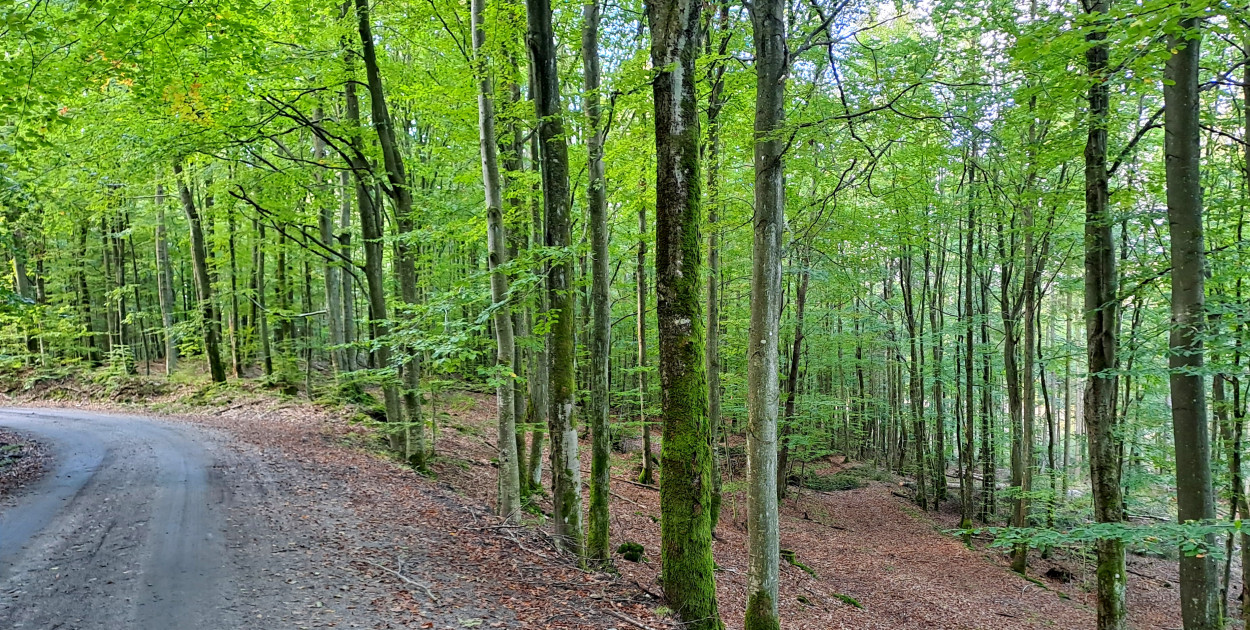 Jak będą wyglądały lasy za 10 lat? Przyjdź na spotkanie i poznaj szczegóły