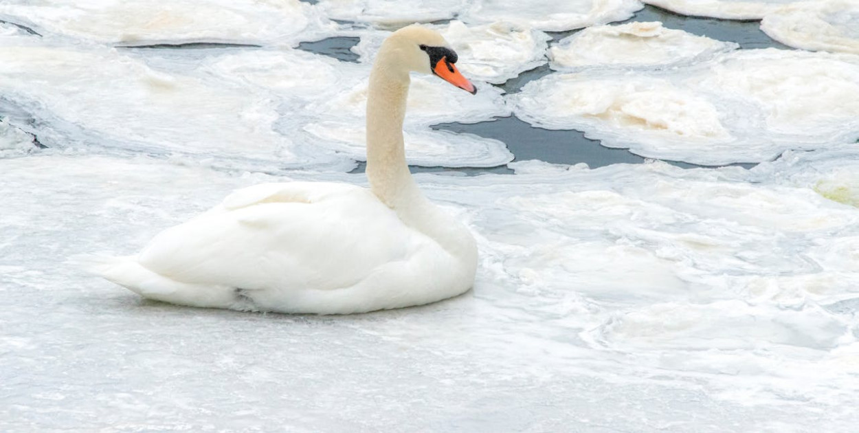 Nie każdy łabędź leżący na lodzie wymaga pomocy. Kiedy interweniować?