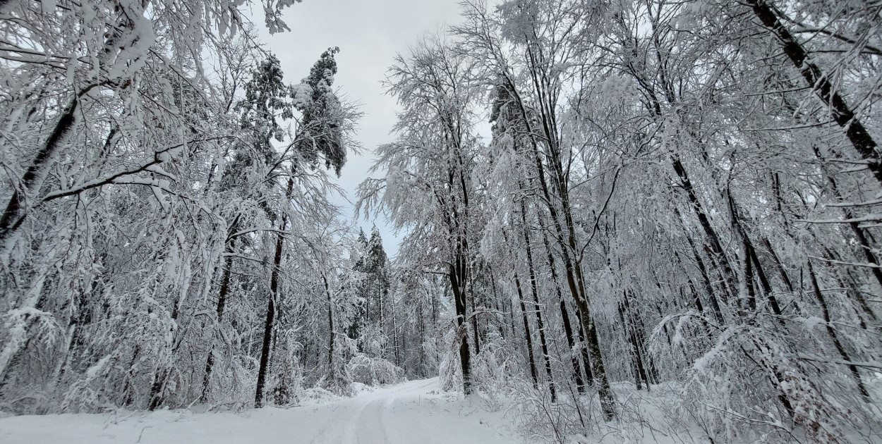Ciężki śnieg na gałęziach. Nadleśnictwo ostrzega - jest niebezpiecznie