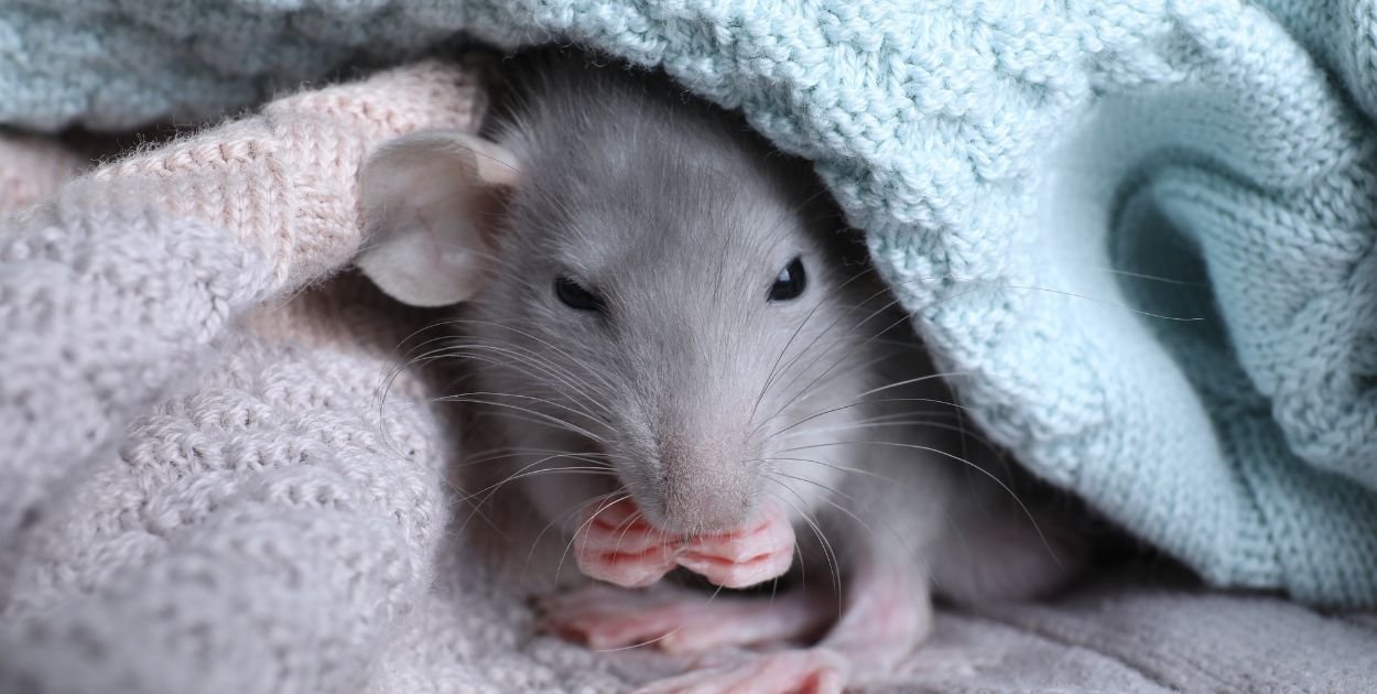 Fenomen szczura domowego