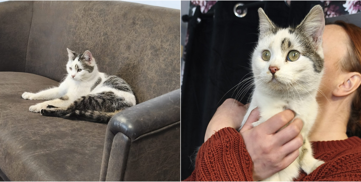 Znaleziono kota - przebywa tymczasowo w naszej redakcji. Szukamy właściciela!