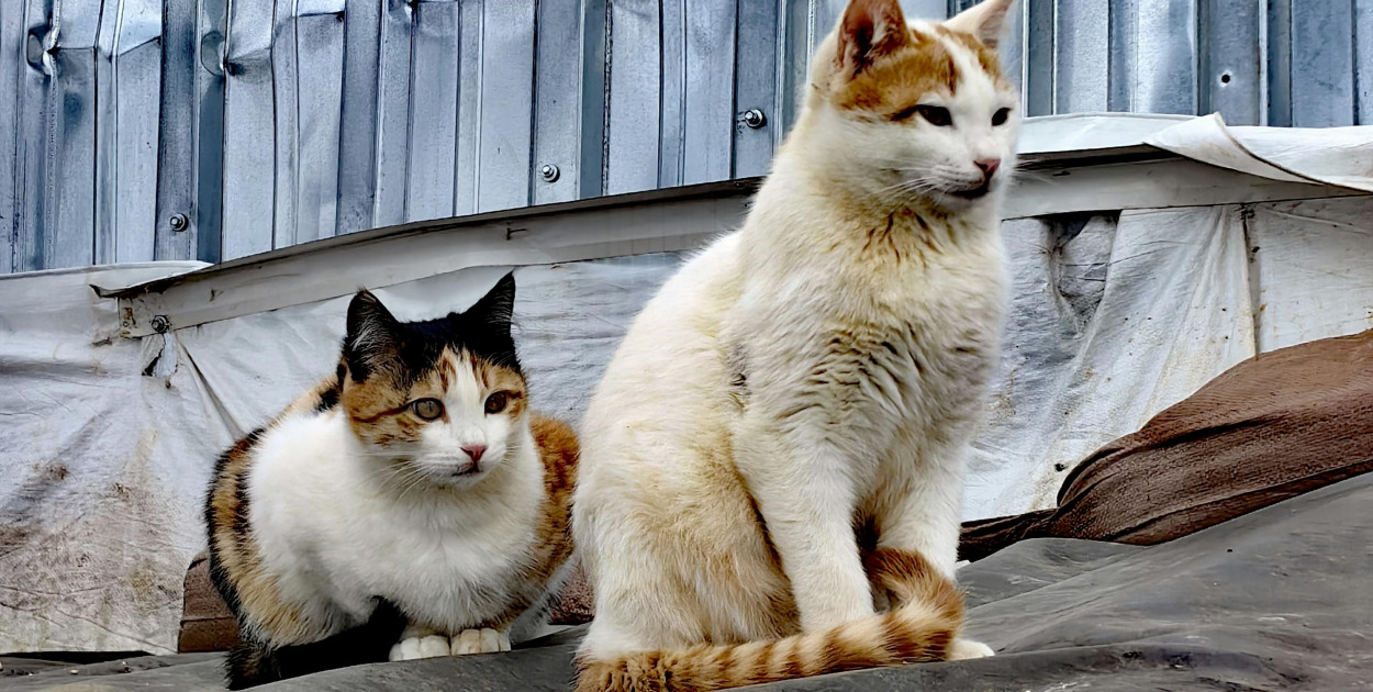 Pierwszy taki program w regionie. Są środki dla gmin na kastracje kotów