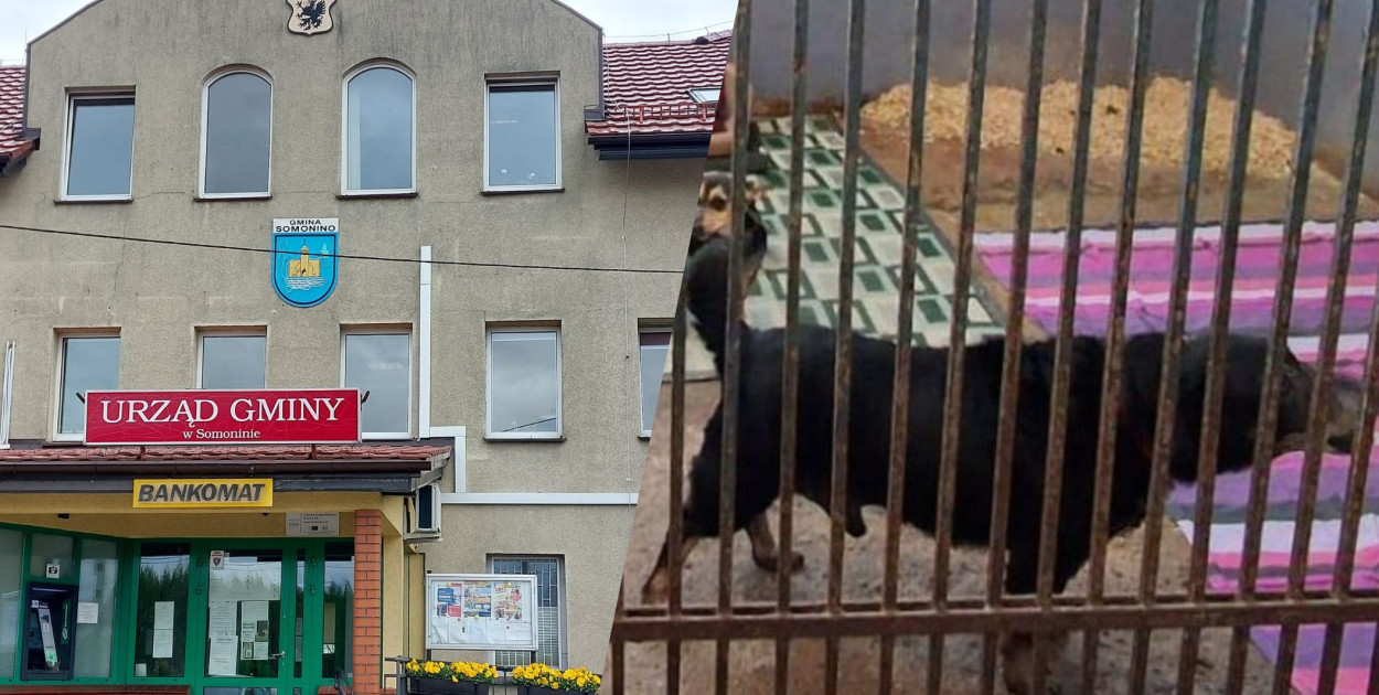 Somonino będzie dalej współpracować z kontrowersyjnym schroniskiem?