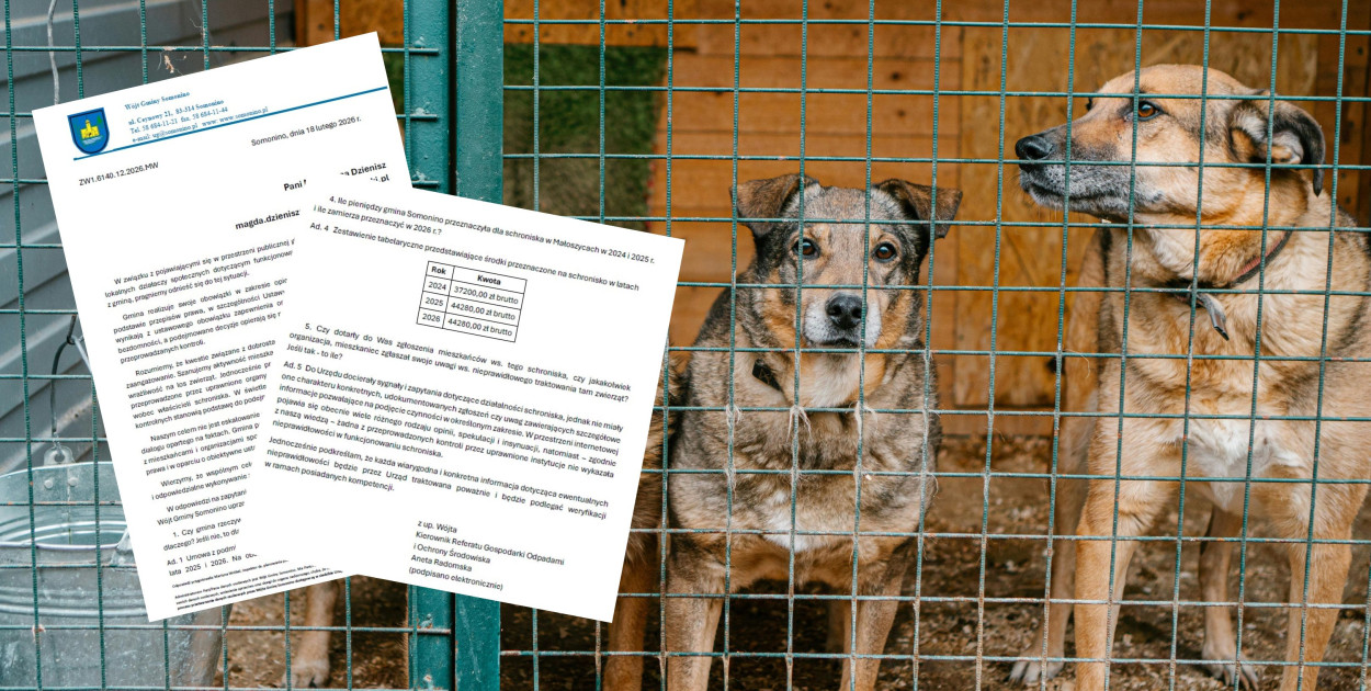 Kontrowersje wokół schroniska nie zmienią decyzji gm. Somonino. Co dalej?