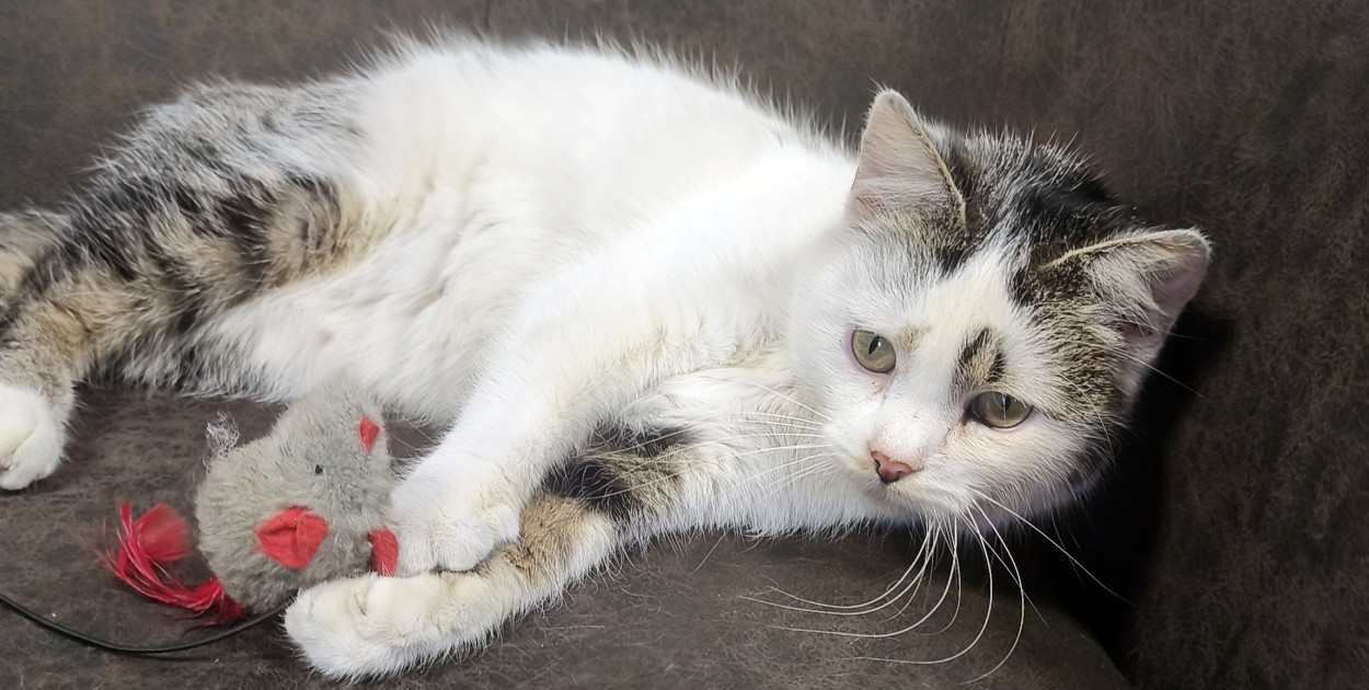 Mruczy od pierwszego dotyku – idealna kotka czeka na swojego człowieka