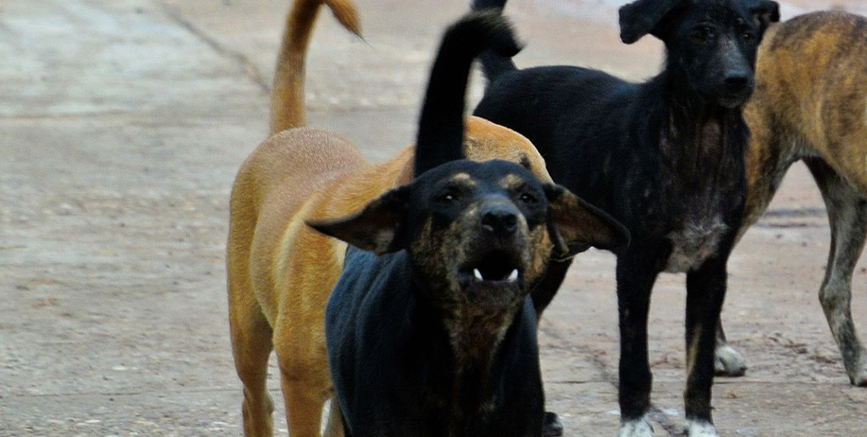 Będzie obowiązek czipowania psów? Jest projekt przepisów w tej sprawie