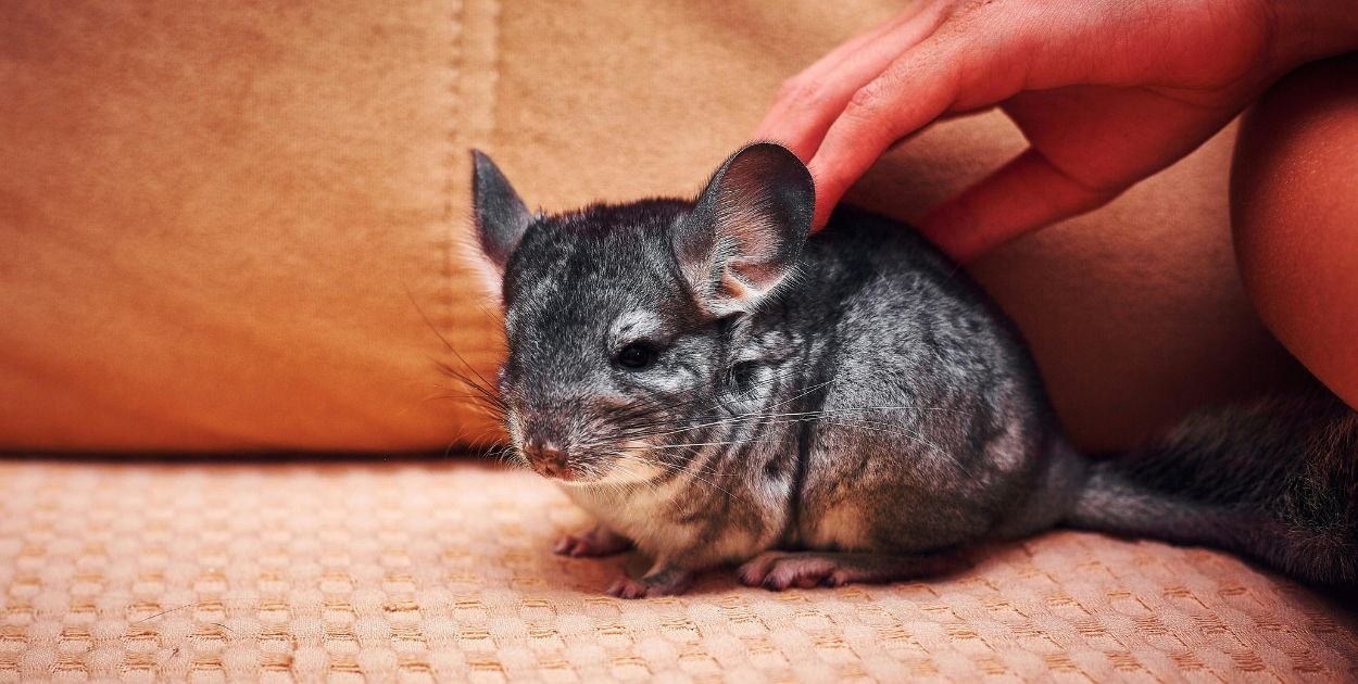 Dlaczego Szynszyla to „gryzoń premium”?