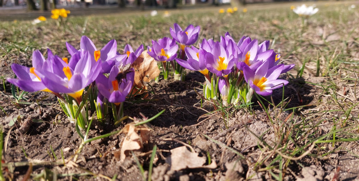 Nareszcie powiew wiosny. Oto prognozy na kolejne dni