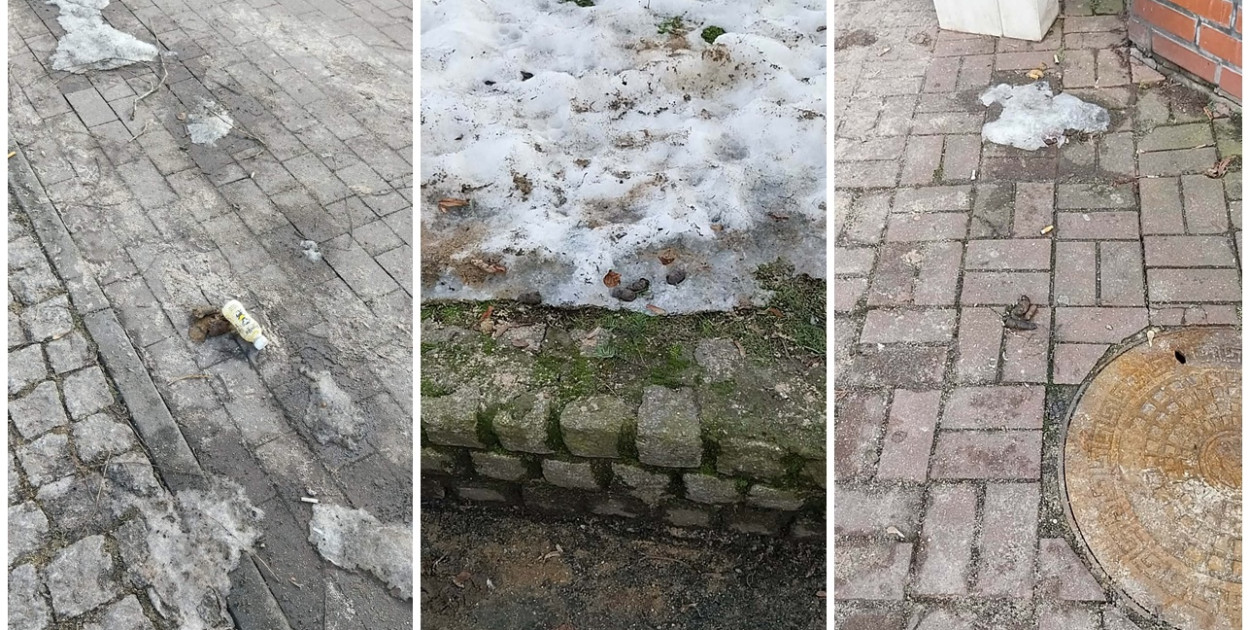 Kartuzy. Psie kupy nie znikają jak śnieg. Apel do właścicieli czworonogów