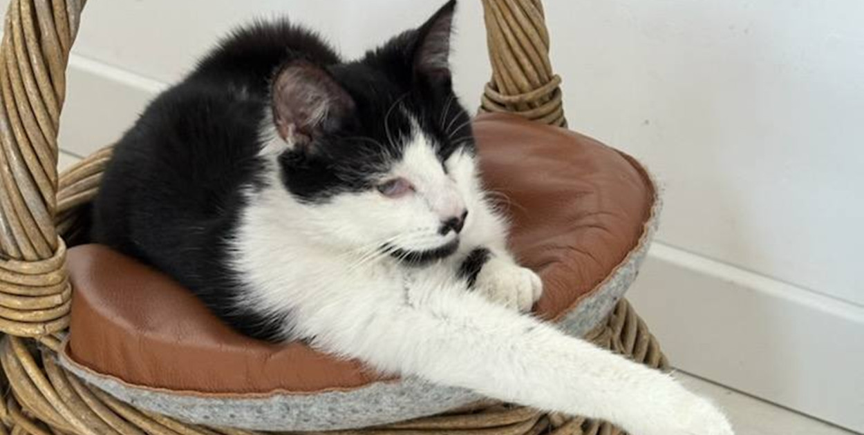 Odrzucona, bo nie widzi? Historia kotki Spinki łamie serce...