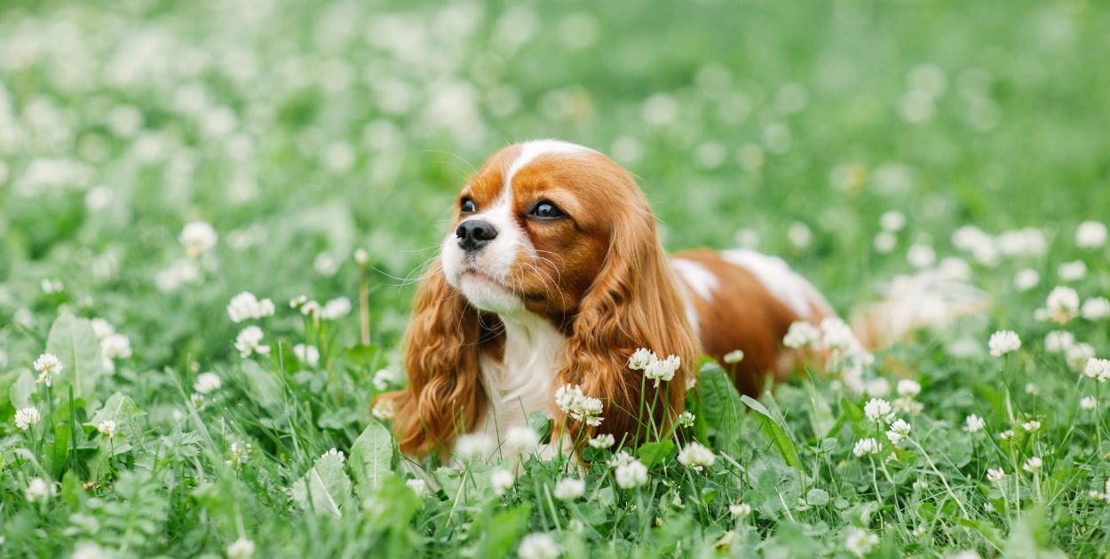 Dlaczego Cavalier King Charles Spaniel to pies-przytulanka na etacie?