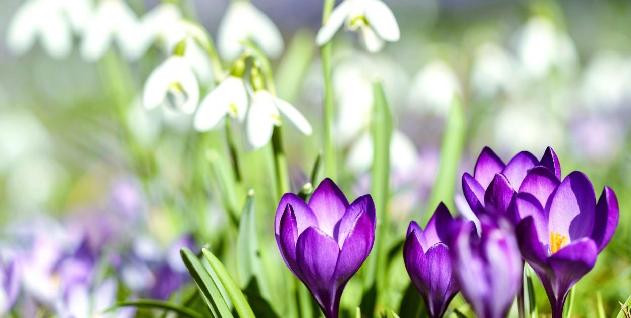 Zanim zakwitną róże: krótka historia o krokusach, śniegu i budzeniu się do życia
