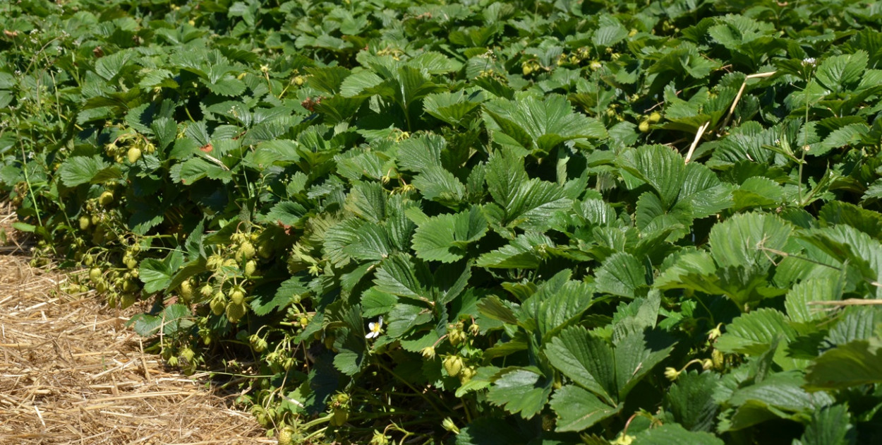 Intensywne opady śniegu pomogły plantatorom truskawek