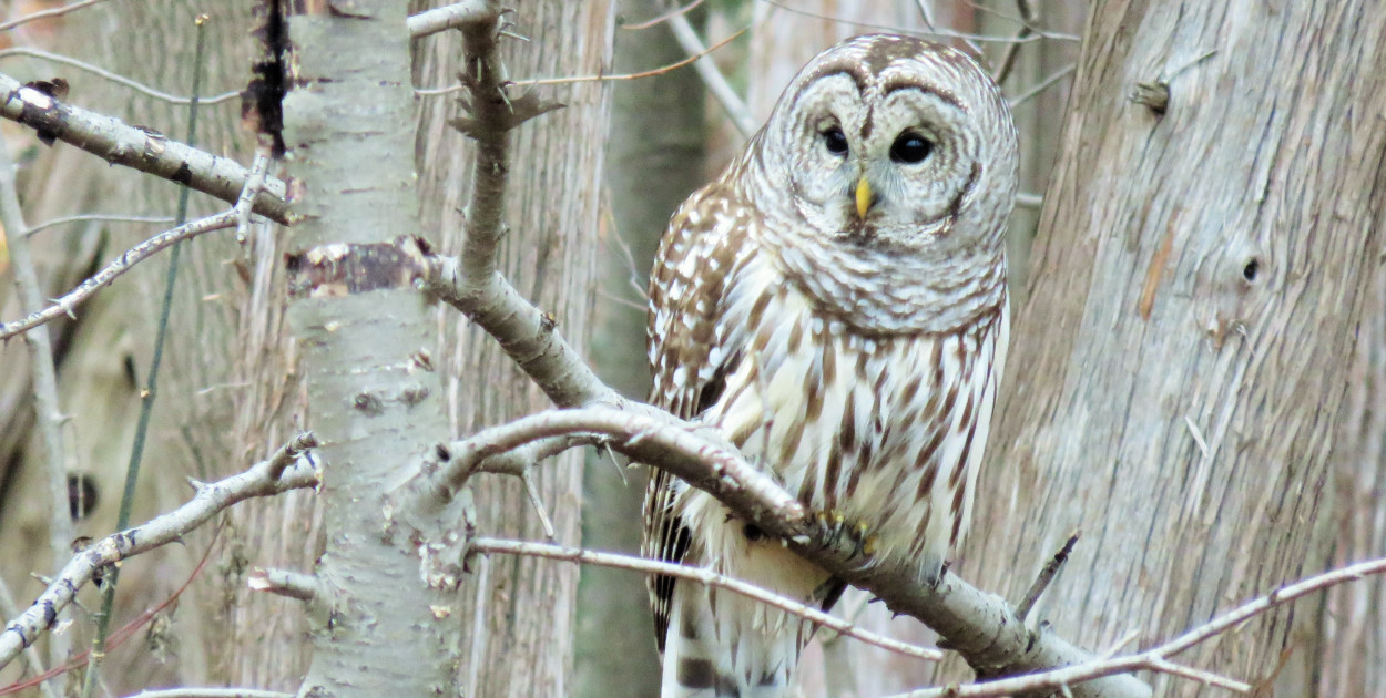 Kartuzy. Sprawdzą "co w lesie huczy". Nasłuchiwanie sów, spacer i ognisko
