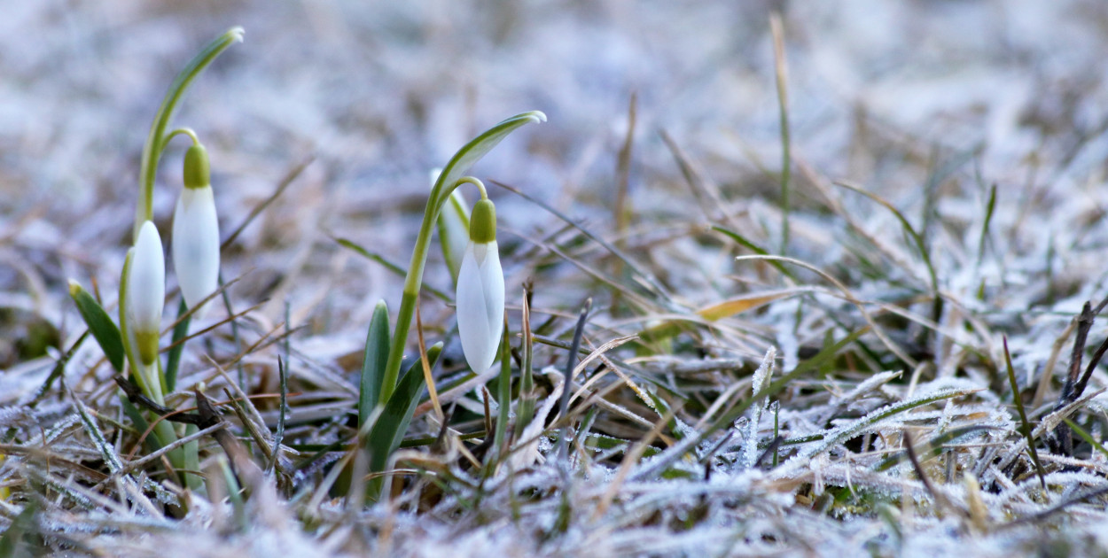 Najbliższa noc będzie wyjątkowo chłodna. Ostrzeżenie przed przymrozkami