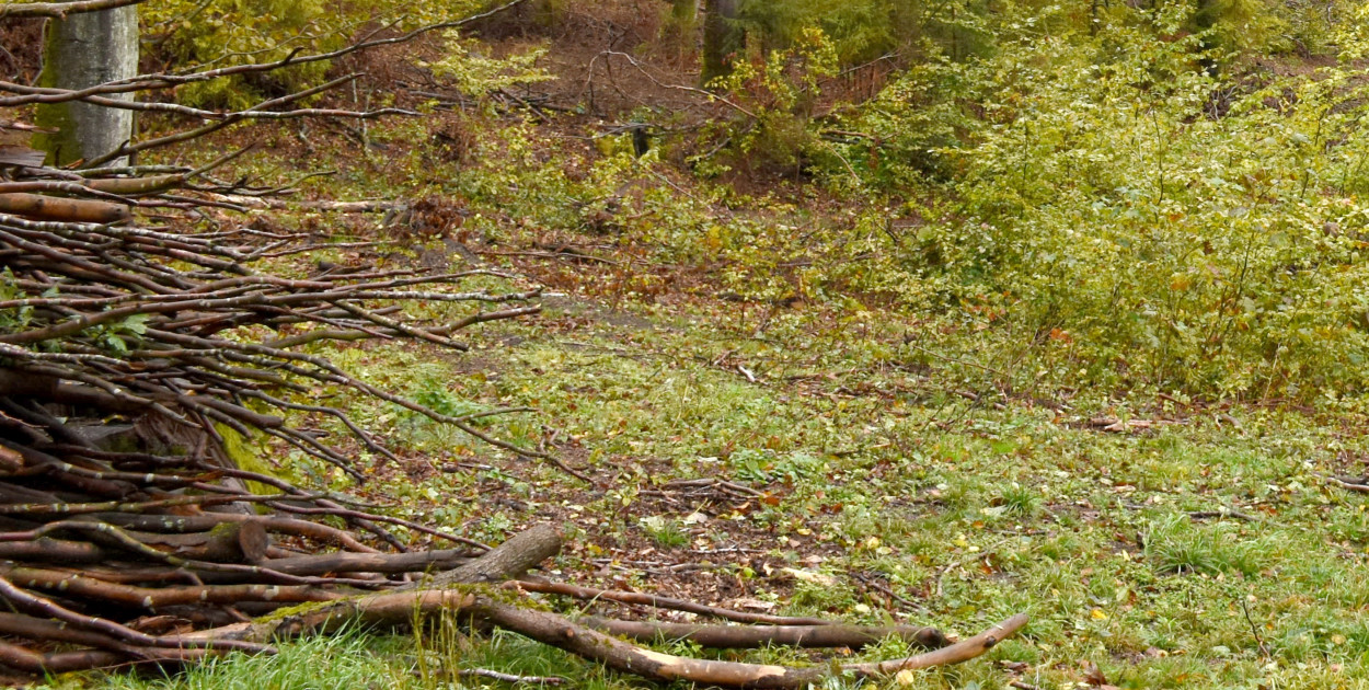 Raport: rośnie powierzchnia lasów w metropoliach