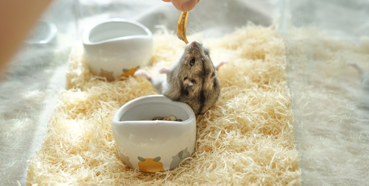 Dżungarek: Mały inżynier z wielkimi policzkami