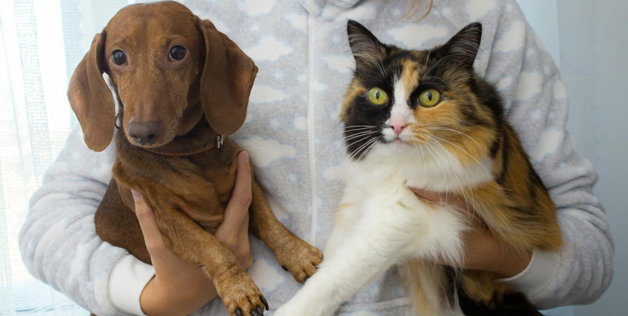 Żukowo chce wprowadzić darmowe kastracje zwierząt właścicielskich