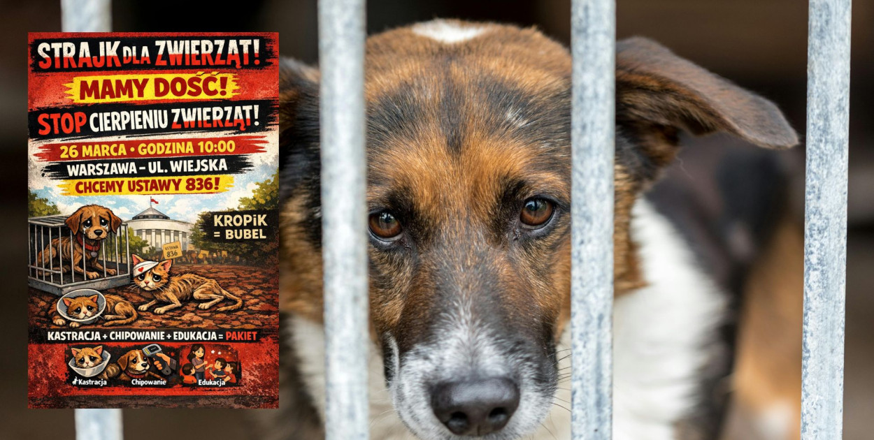 Jutro protest przed Sejmem. Organizacje apelują: Mamy dość cierpienia zwierząt!