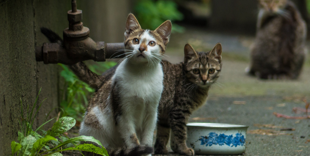Dodatkowe środki na kastrację kotów dla pięciu gmin z pow. kartuskiego