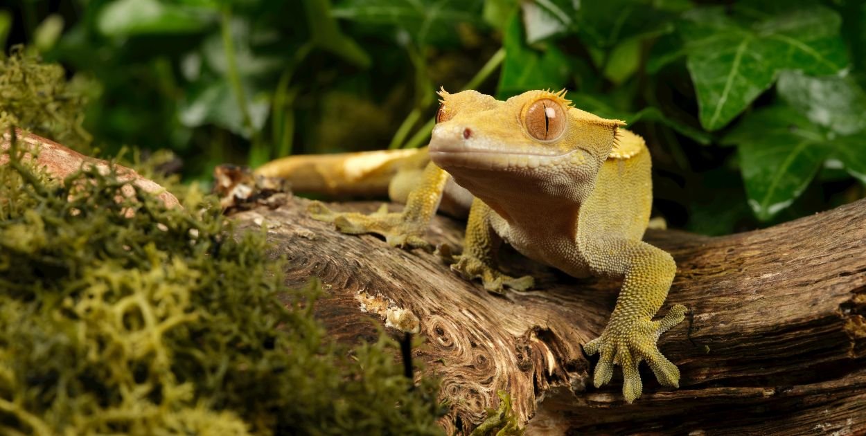 Gekon Orzęsiony: jaszczurka dla leniwych, która zamiast ognia woli owocowy pudding