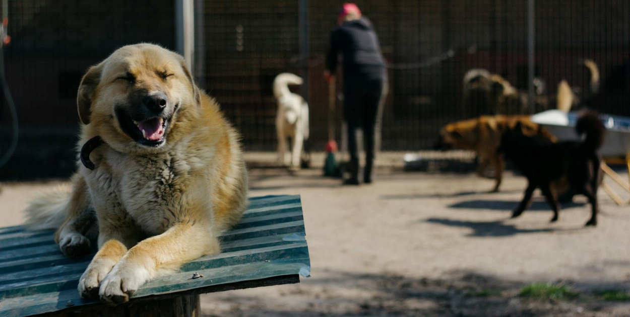 Somonino. Dzień Zwierząt Bezdomnych. Trwa zbiórka karmy i akcesoriów