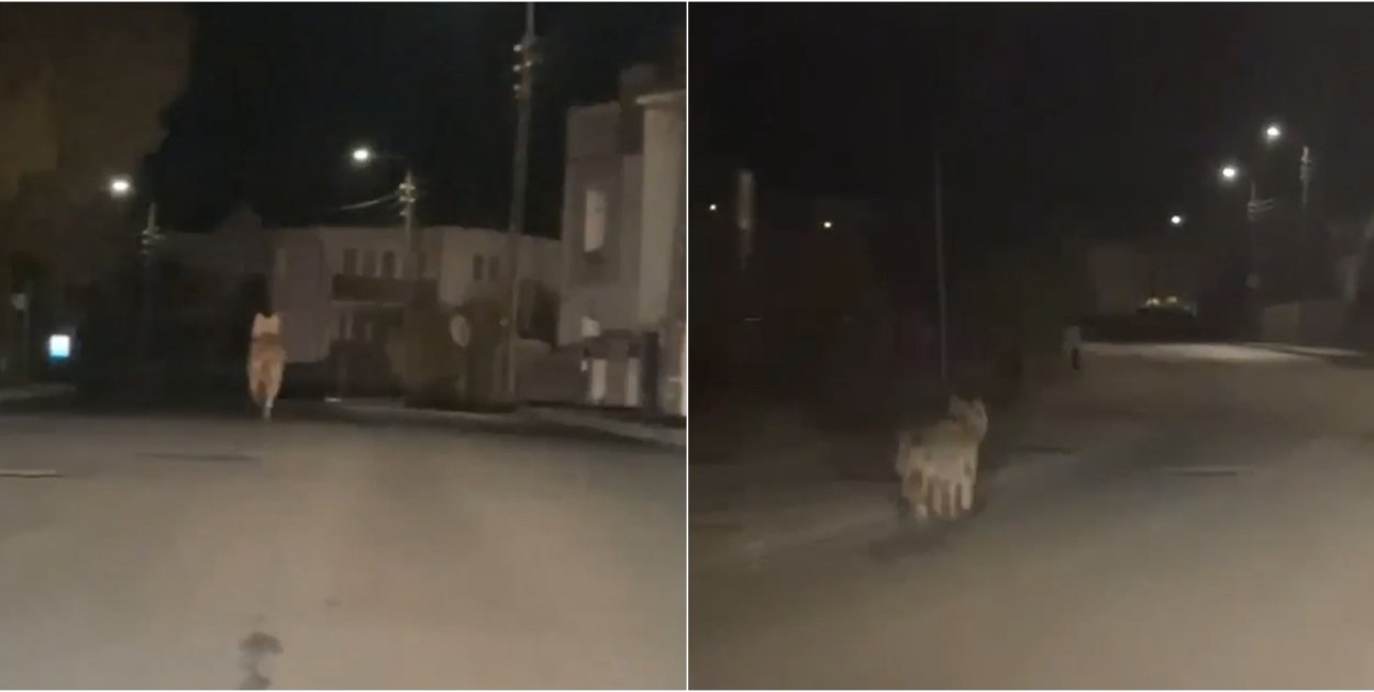 Wilk widziany w nocy na ul. Prokowskiej w Kartuzach! "Byłem w szoku"